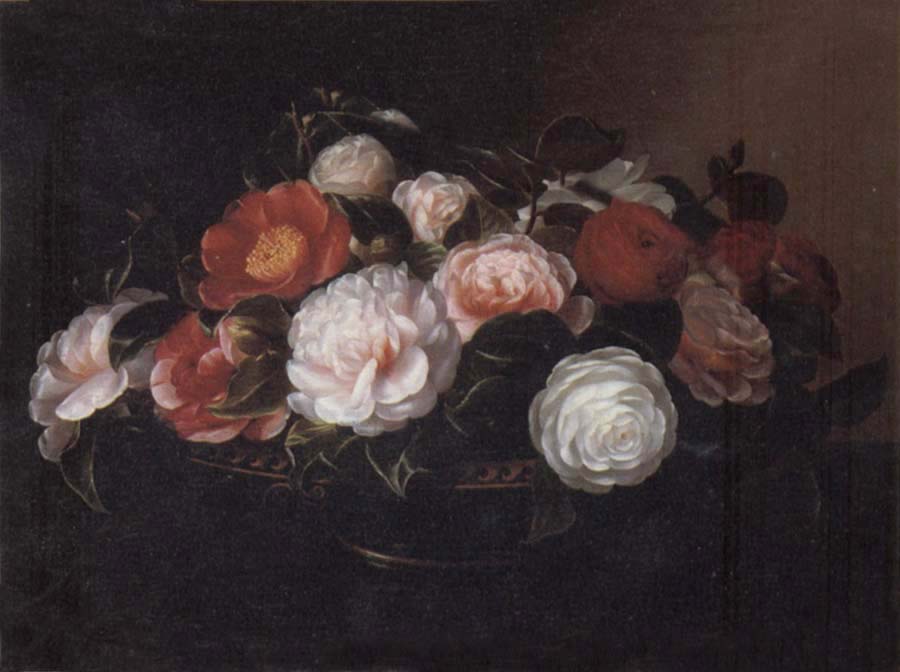 Camellias